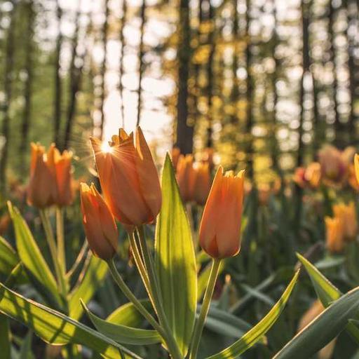 Refined Cotton Gloves