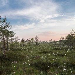 Awesome Bronze Shoes thumbnail 4