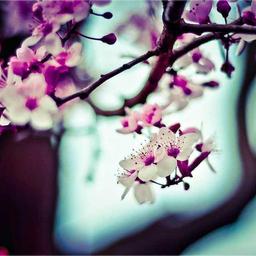 Elegant Cotton Tuna thumbnail 5