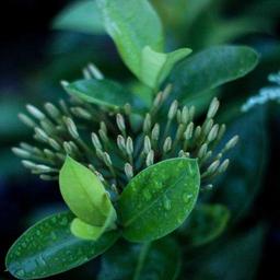 Gorgeous Fresh Keyboard thumbnail 2