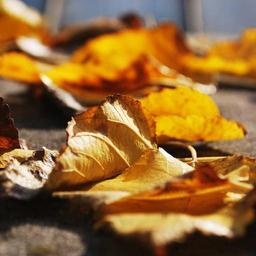 Rustic Cotton Chips thumbnail 5