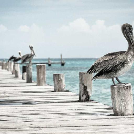 Bespoke Plastic Bike