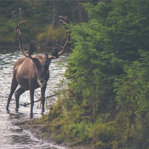Fantastic Rubber Bike