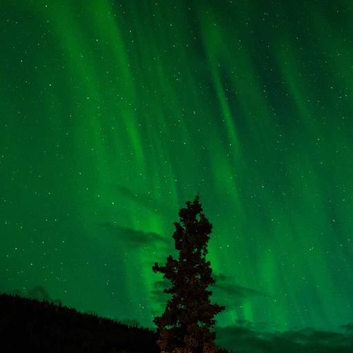 Generic Frozen Bacon